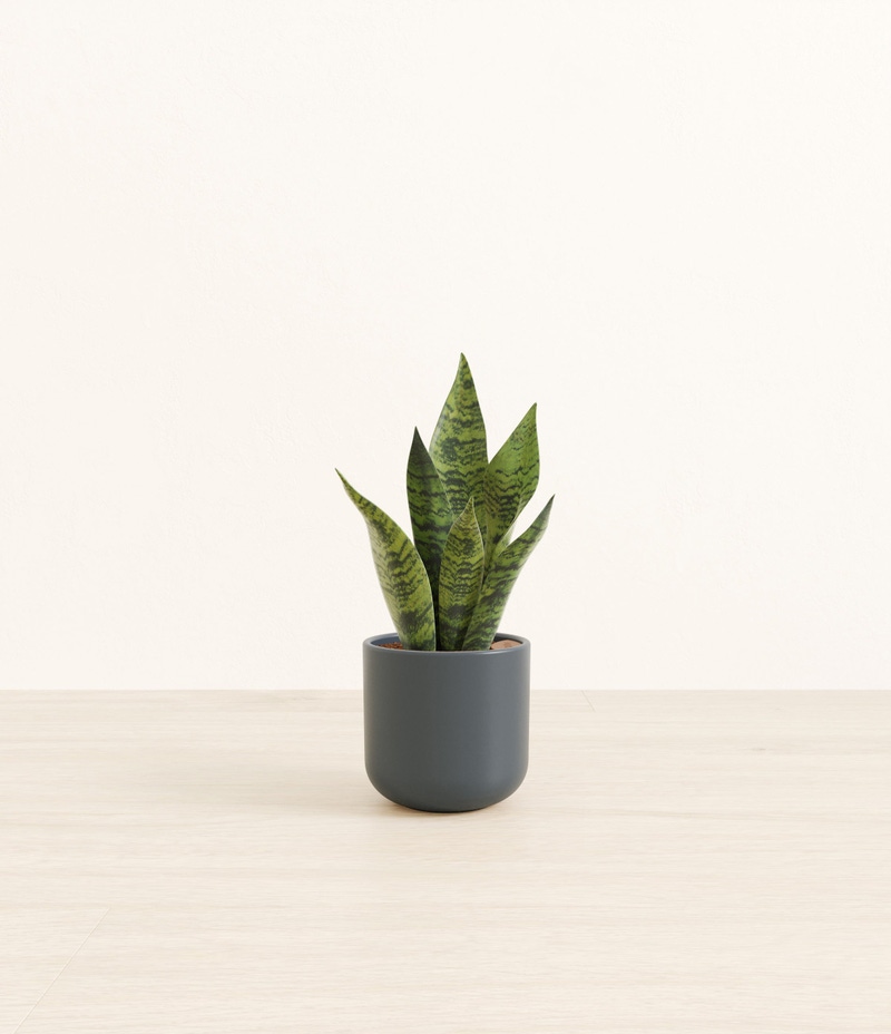 Small Green Snake Plant in Self Watering Ceramic Potter