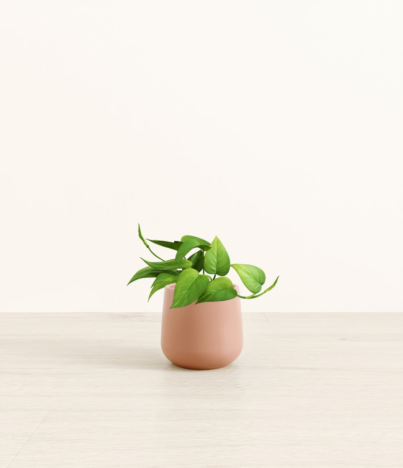 Small Jade Pothos in Self Watering Ceramic Potter