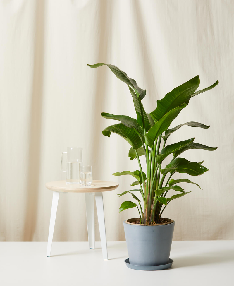 Bird of Paradise
