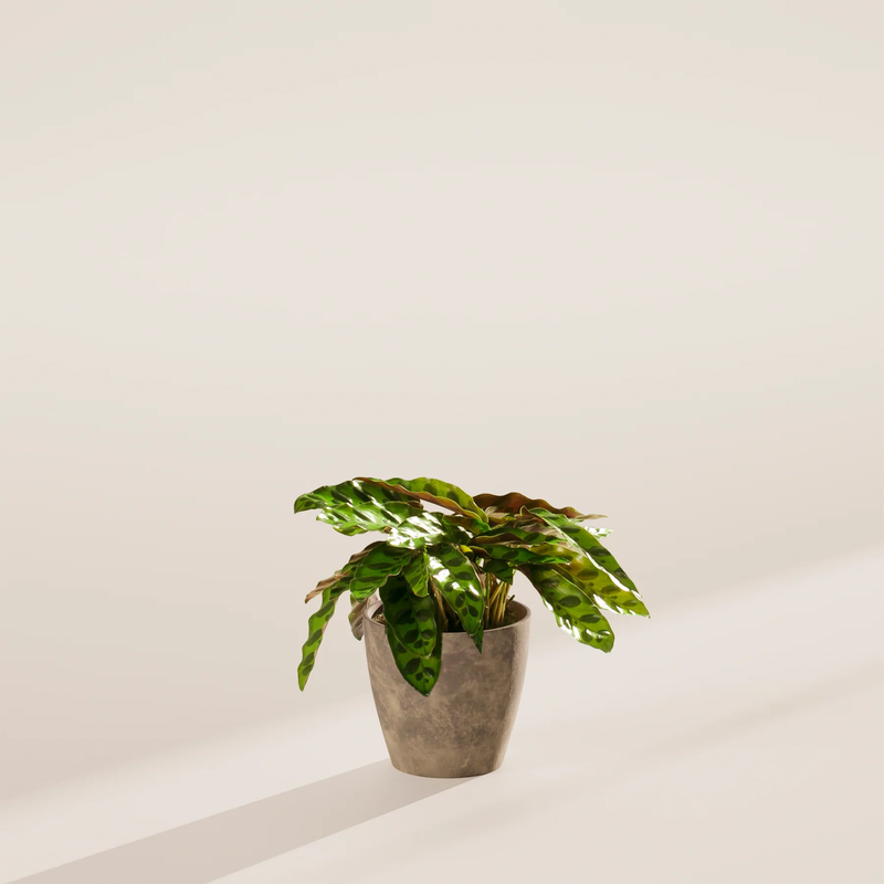 Small Rattlesnake Plant with Eco Pot