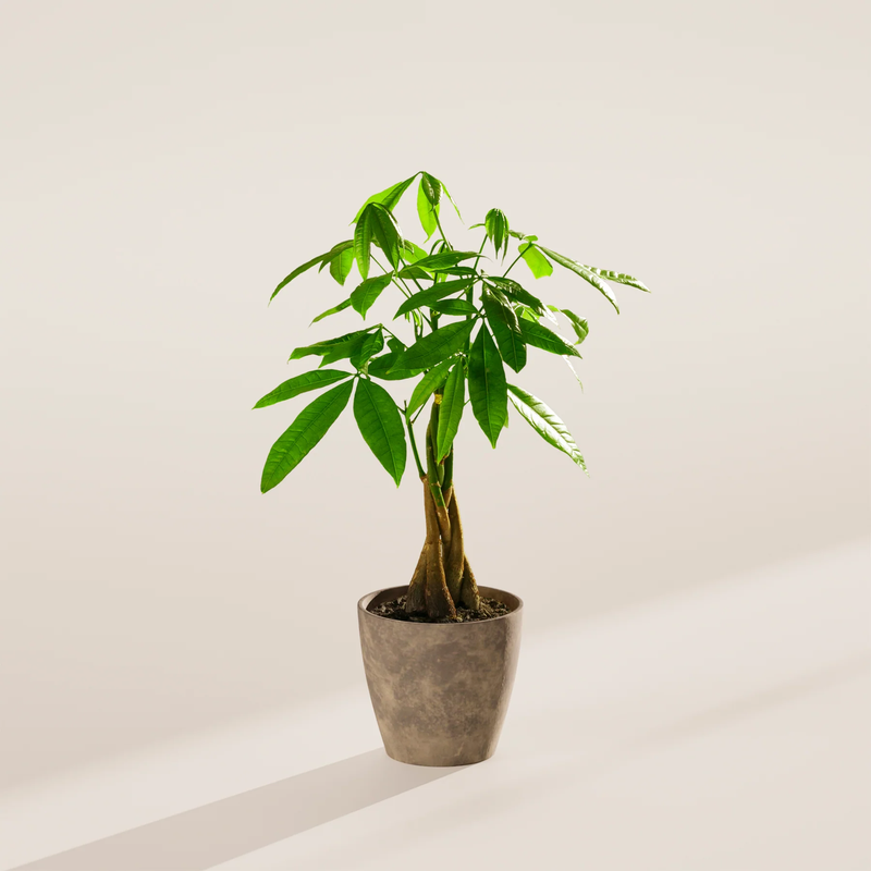 Small Money Tree Plant with Eco Pot