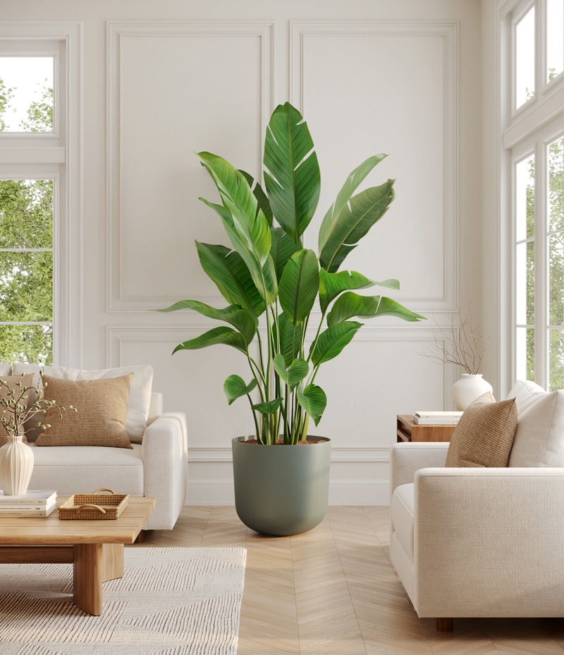 Bird of Paradise Tree