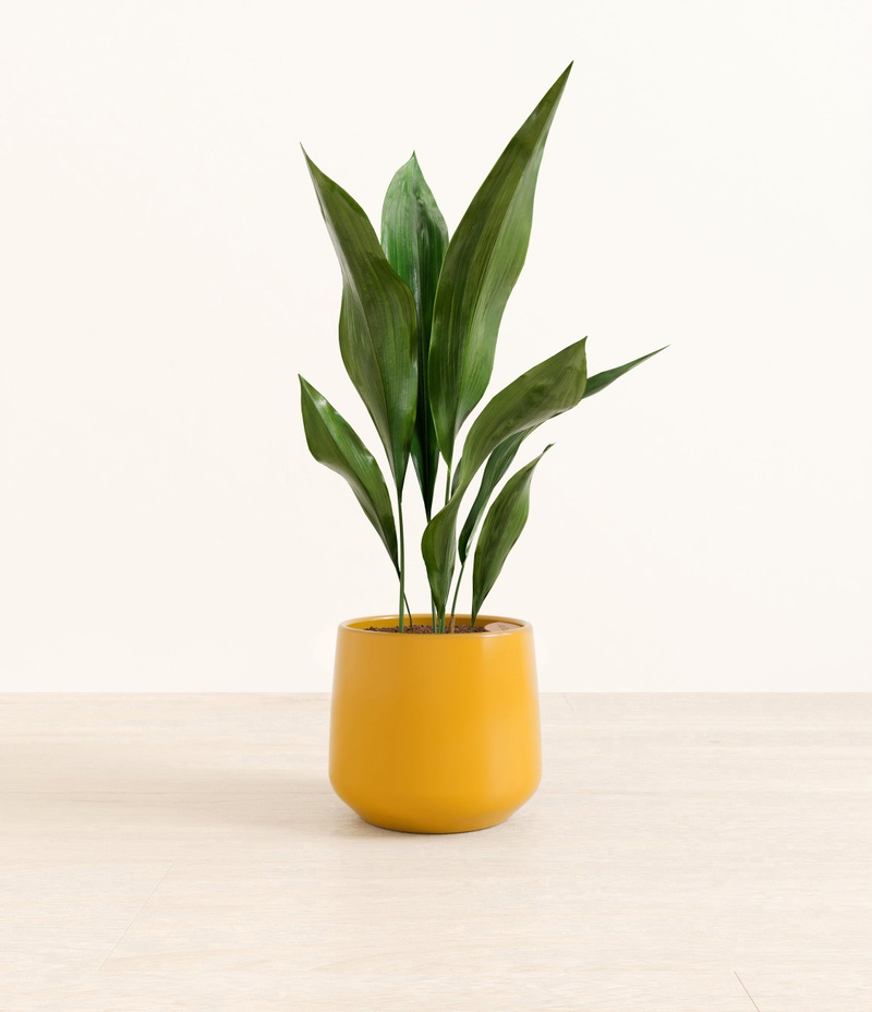 Medium Cast Iron Plant in Self Watering Ceramic Potter