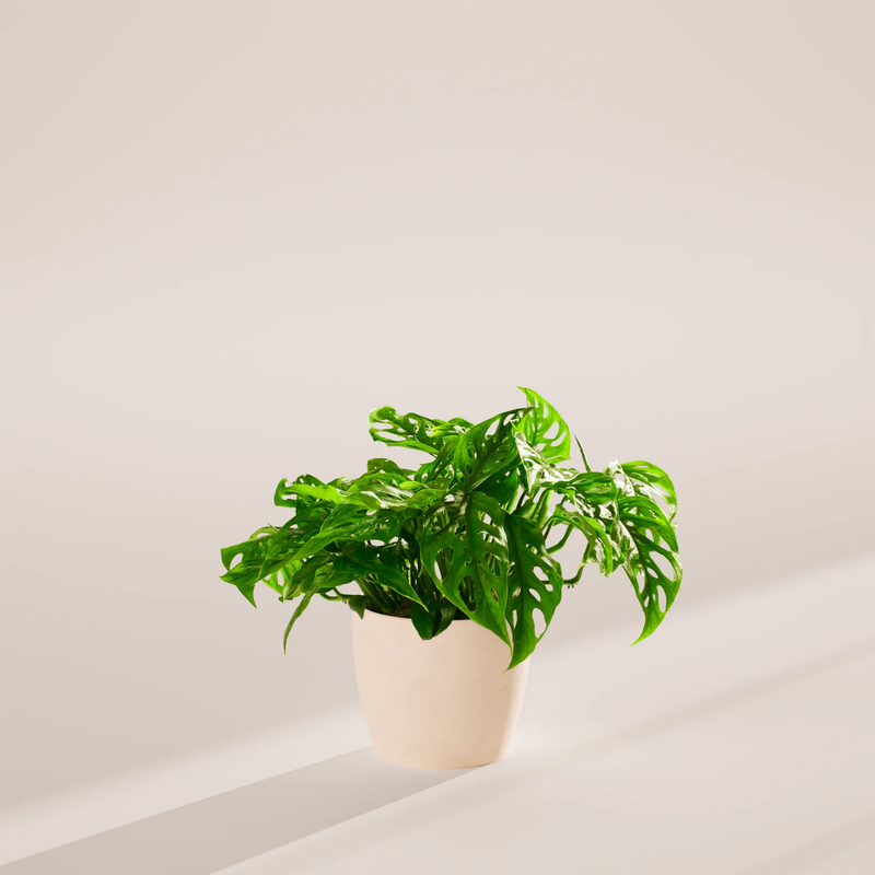 Medium Swiss Cheese Plant with Eco Pot