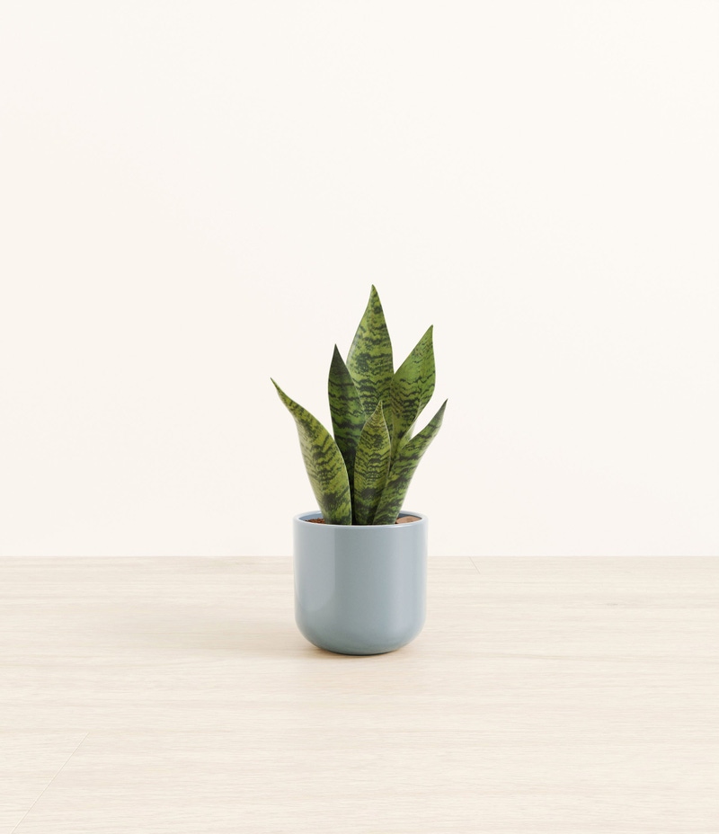 Small Green Snake Plant in Self Watering Ceramic Potter