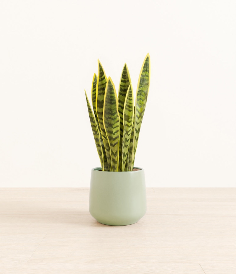 Medium Golden Snake Plant in Self Watering Ceramic Potter