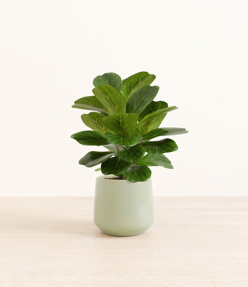 Medium Fiddle Leaf Fig in Self Watering Ceramic Potter