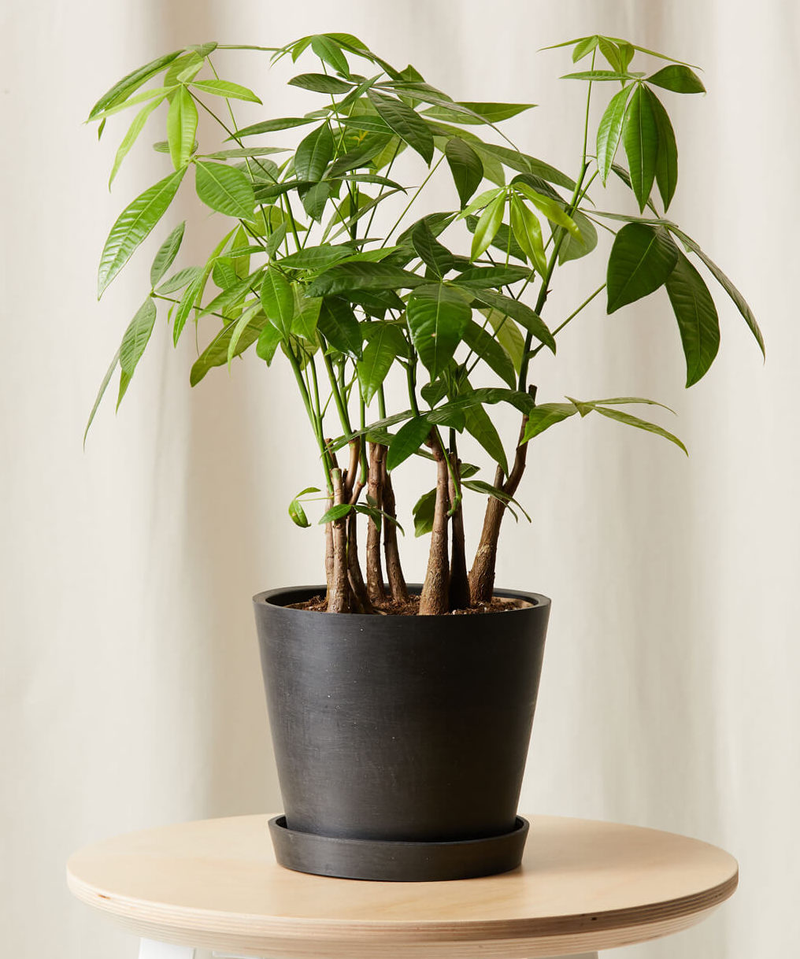 Money Tree Forest