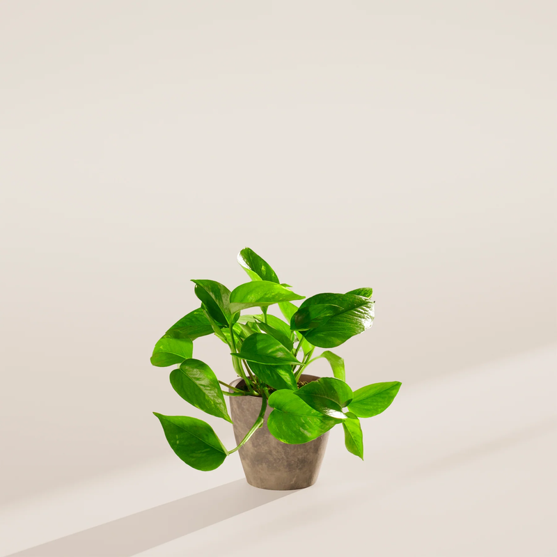 Small Golden Pothos Plant with Eco Pot