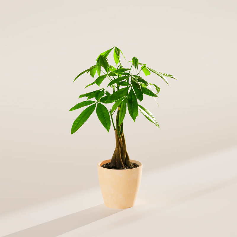 Small Money Tree Plant with Eco Pot