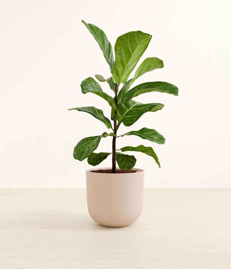 Large Fiddle Leaf Fig in Self Watering Ceramic Potter