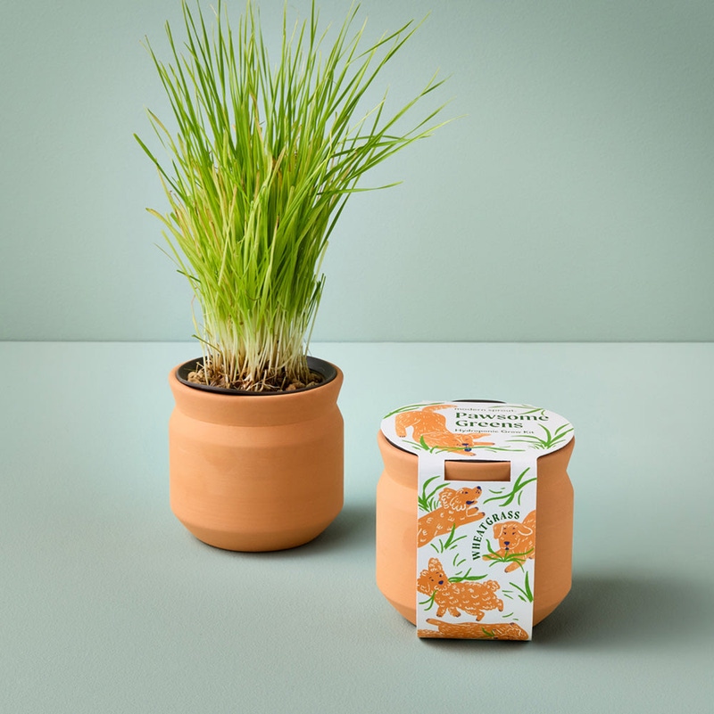 Pet Tiny Terracotta Grow Kit