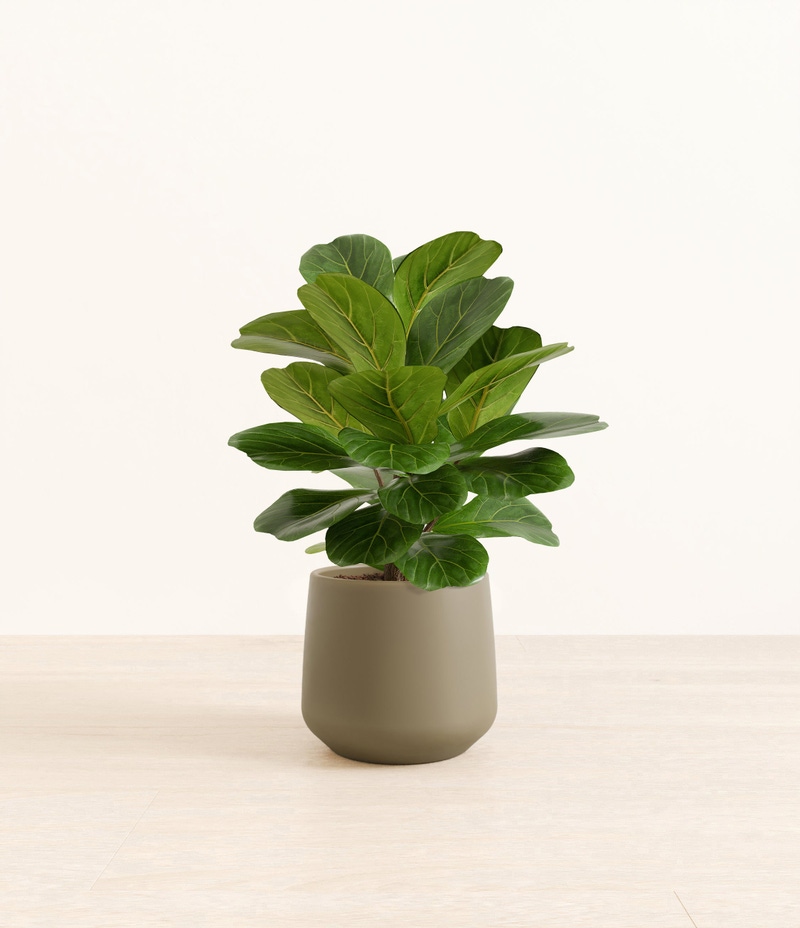 Medium Fiddle Leaf Fig in Self Watering Ceramic Potter