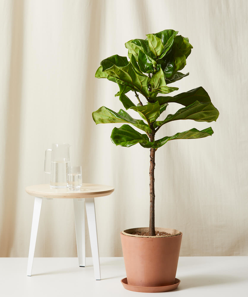 Fiddle Leaf Fig