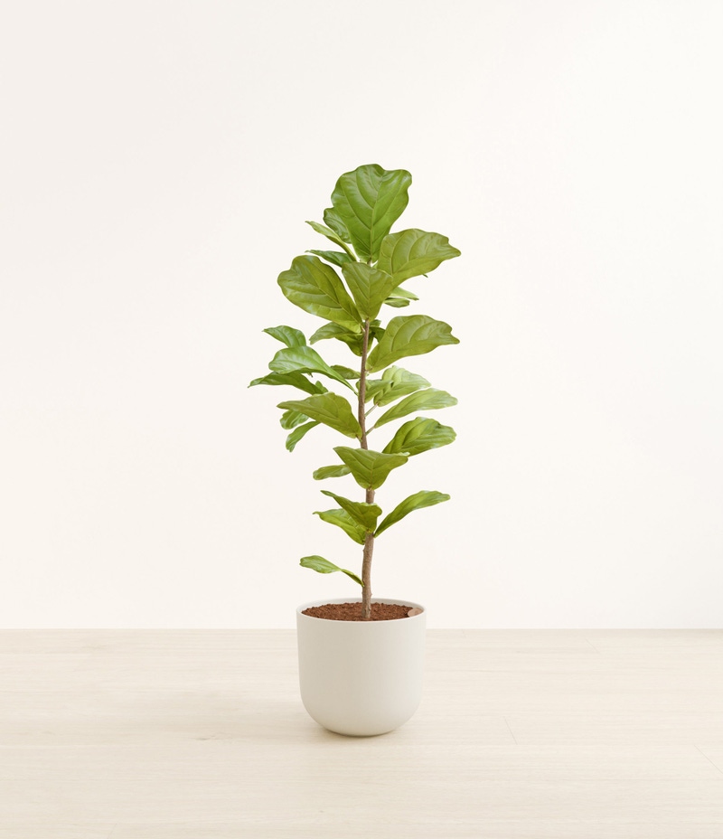Huge Fiddle Leaf Fig in Self Watering Ceramic Potter