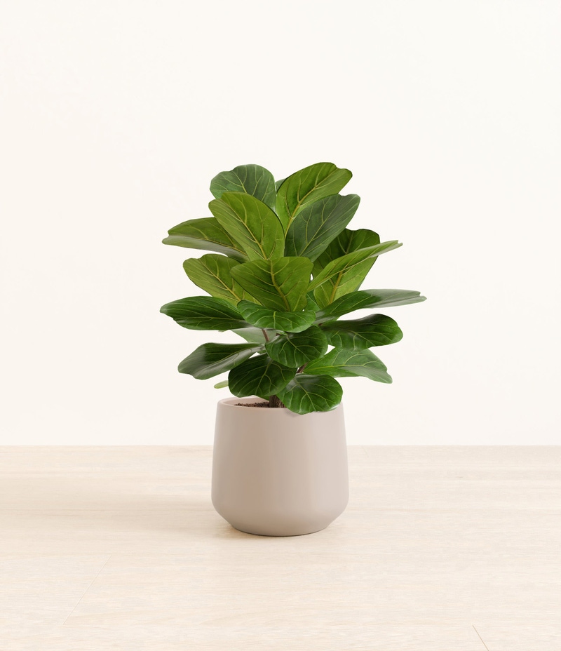 Medium Fiddle Leaf Fig in Self Watering Ceramic Potter