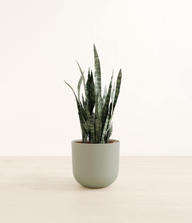Large Snake Plant in Self Watering Ceramic Potter