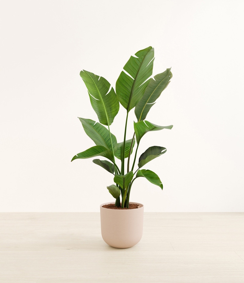Huge Bird of Paradise in Self Watering Ceramic Potter
