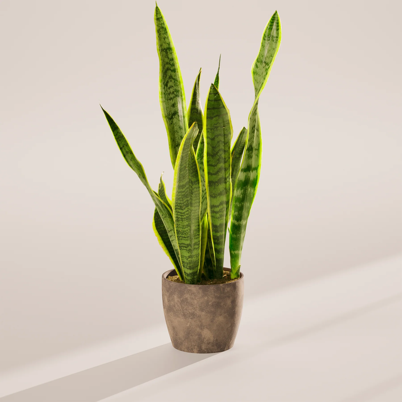 Medium Snake Plant with Eco Pot