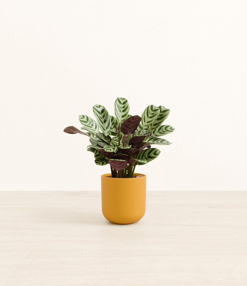 Small Marxii Calathea in Self Watering Potter