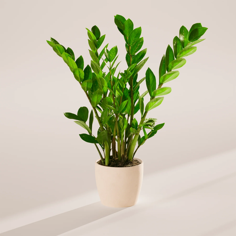 Medium ZZ Plant with Eco Pot