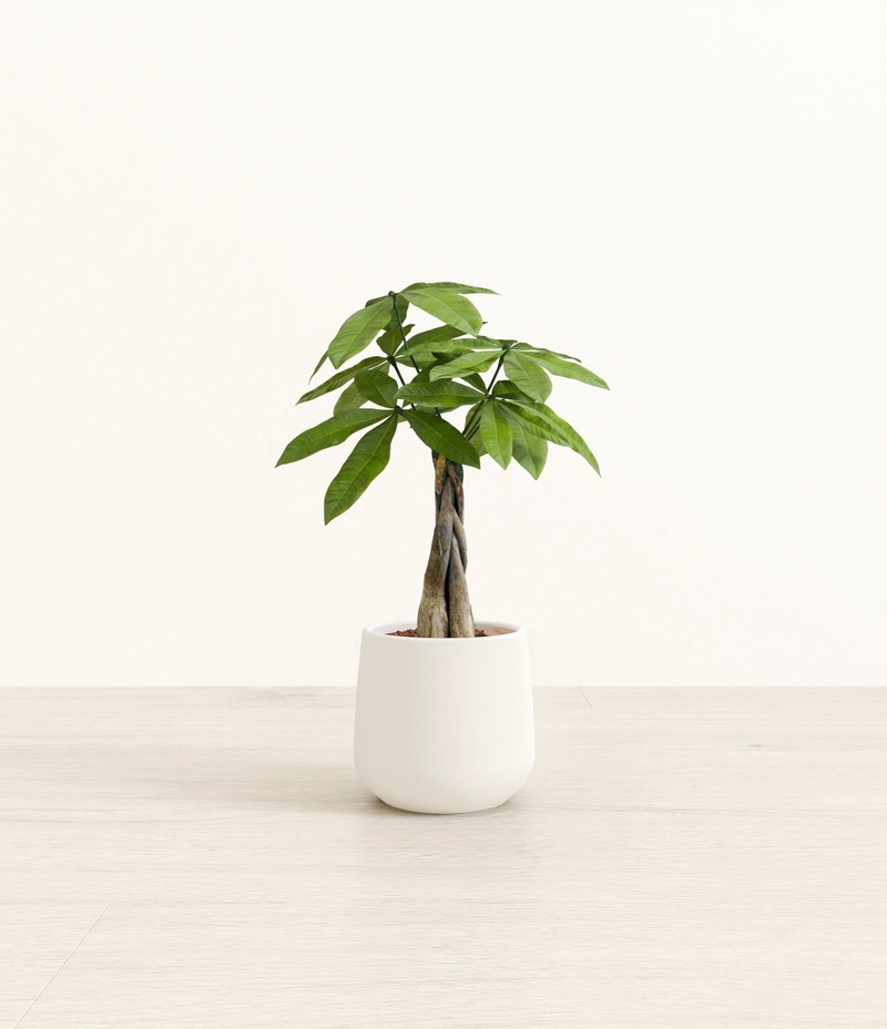 Small Money Tree in Self Watering Ceramic Potter