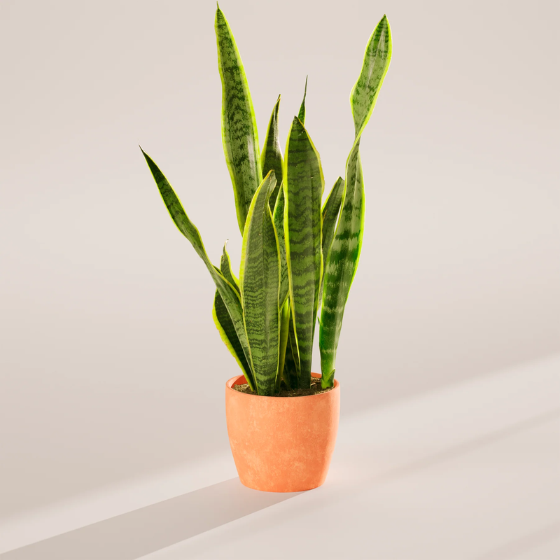 Medium Snake Plant with Eco Pot