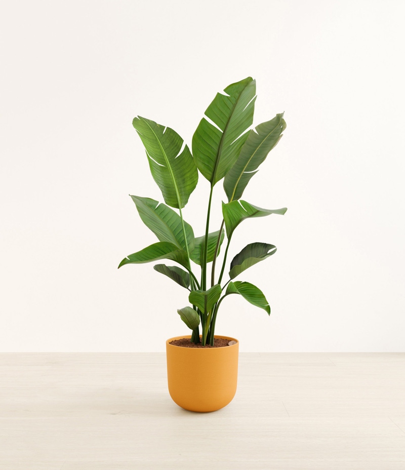 Huge Bird of Paradise in Self Watering Ceramic Potter