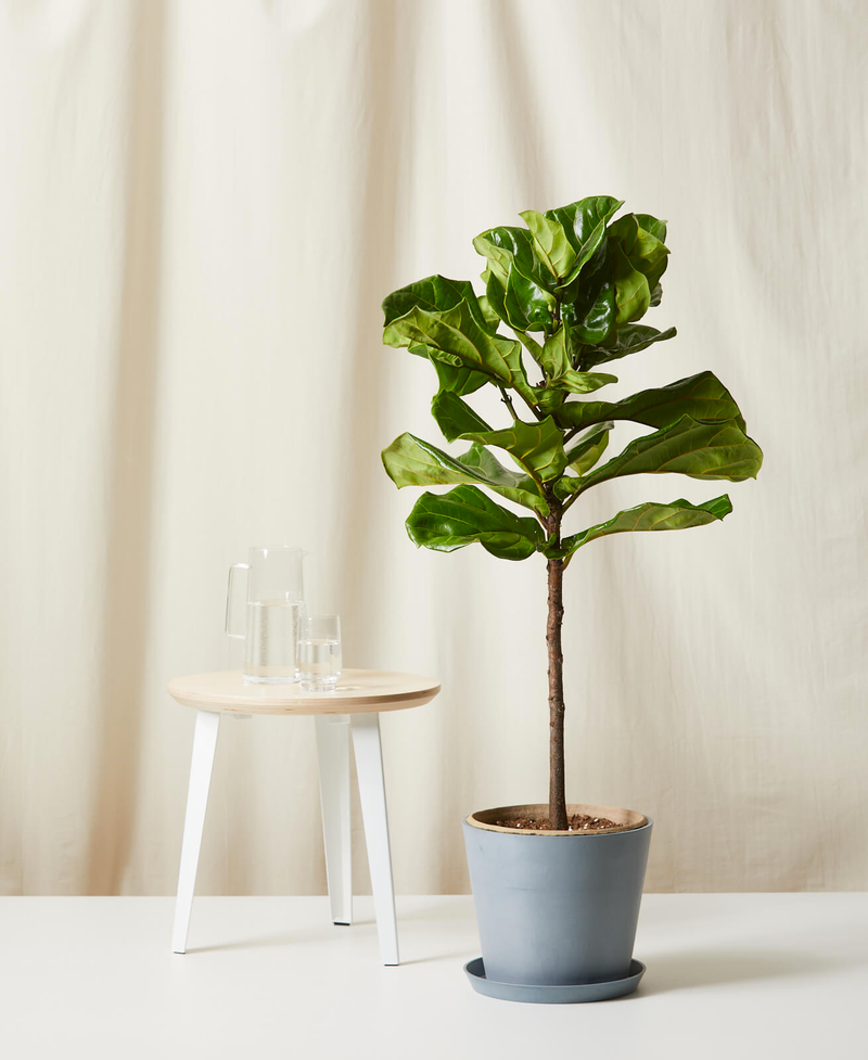 Fiddle Leaf Fig