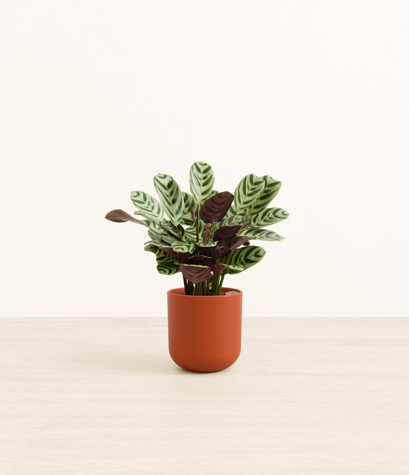 Small Marxii Calathea in Self Watering Potter