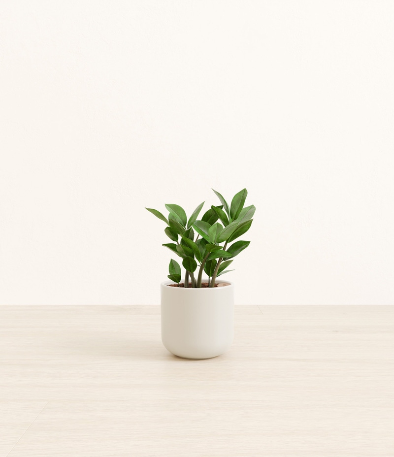 Small ZZ Plant in Self Watering Ceramic Potter