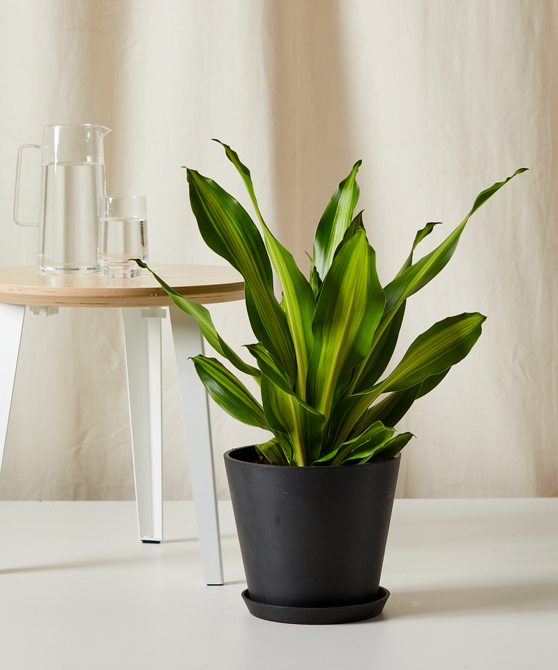 Dracaena Golden Heart