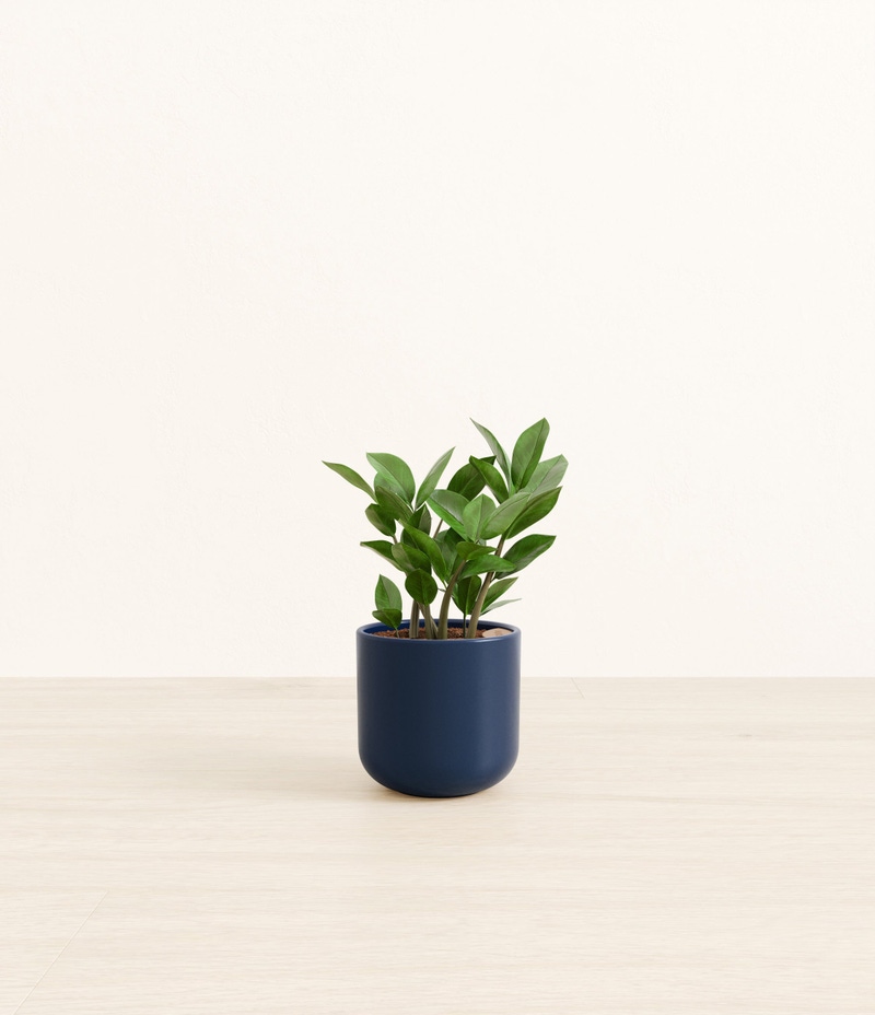 Small ZZ Plant in Self Watering Ceramic Potter