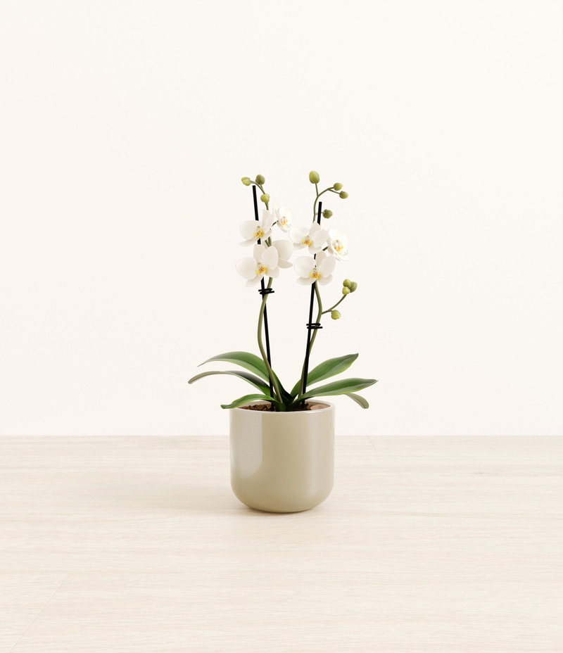 Small Zurich White Orchid in Self Watering Ceramic Potter