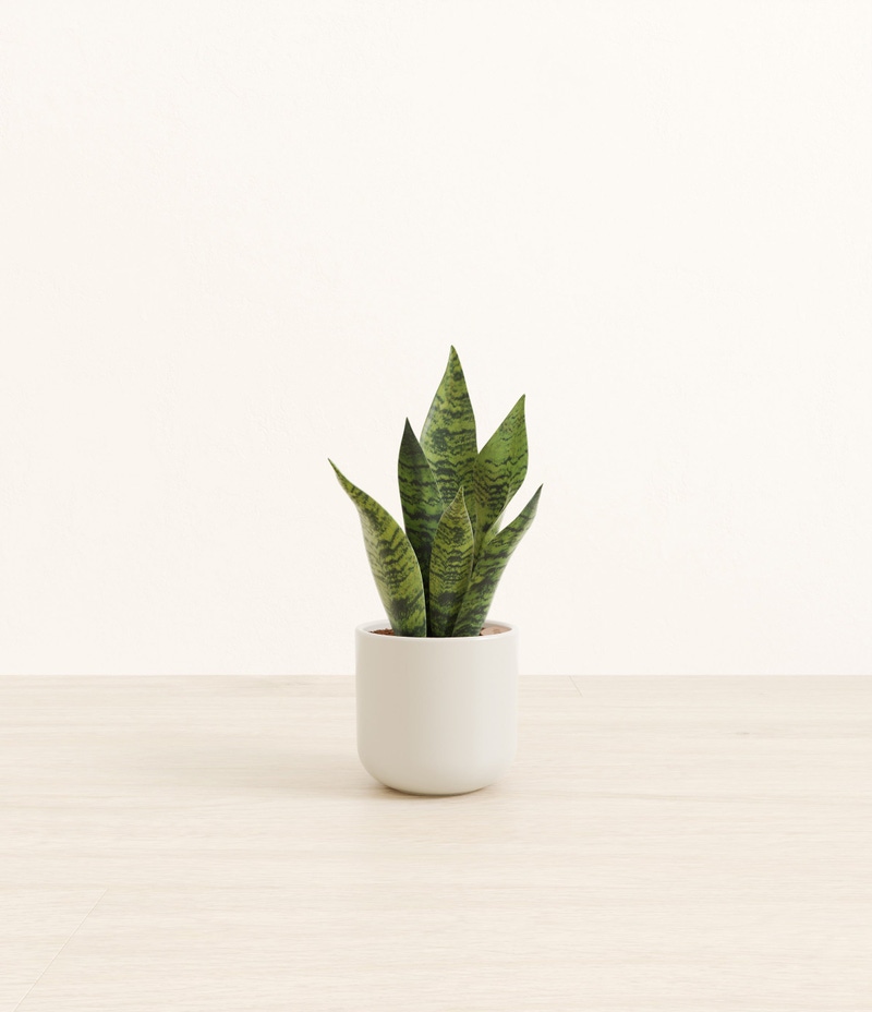 Small Green Snake Plant in Self Watering Ceramic Potter