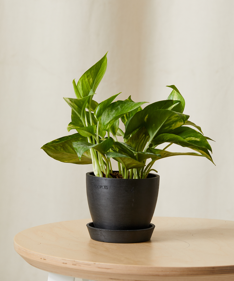 Golden Pothos