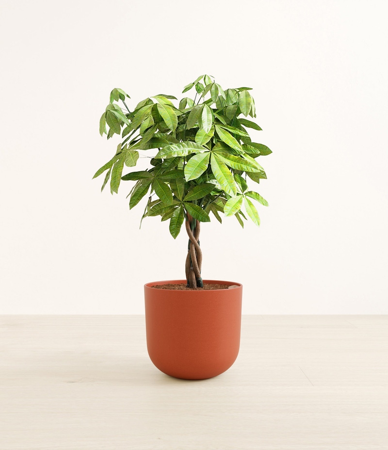 Large Money Tree in Self Watering Ceramic Potter