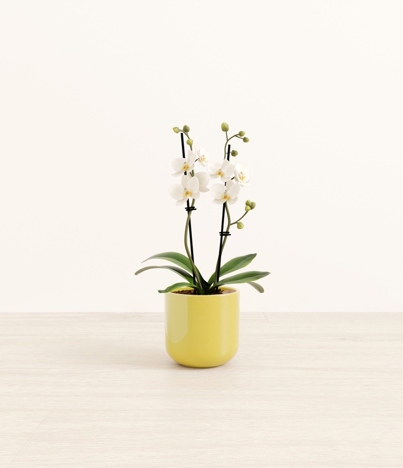 Small Zurich White Orchid in Self Watering Ceramic Potter
