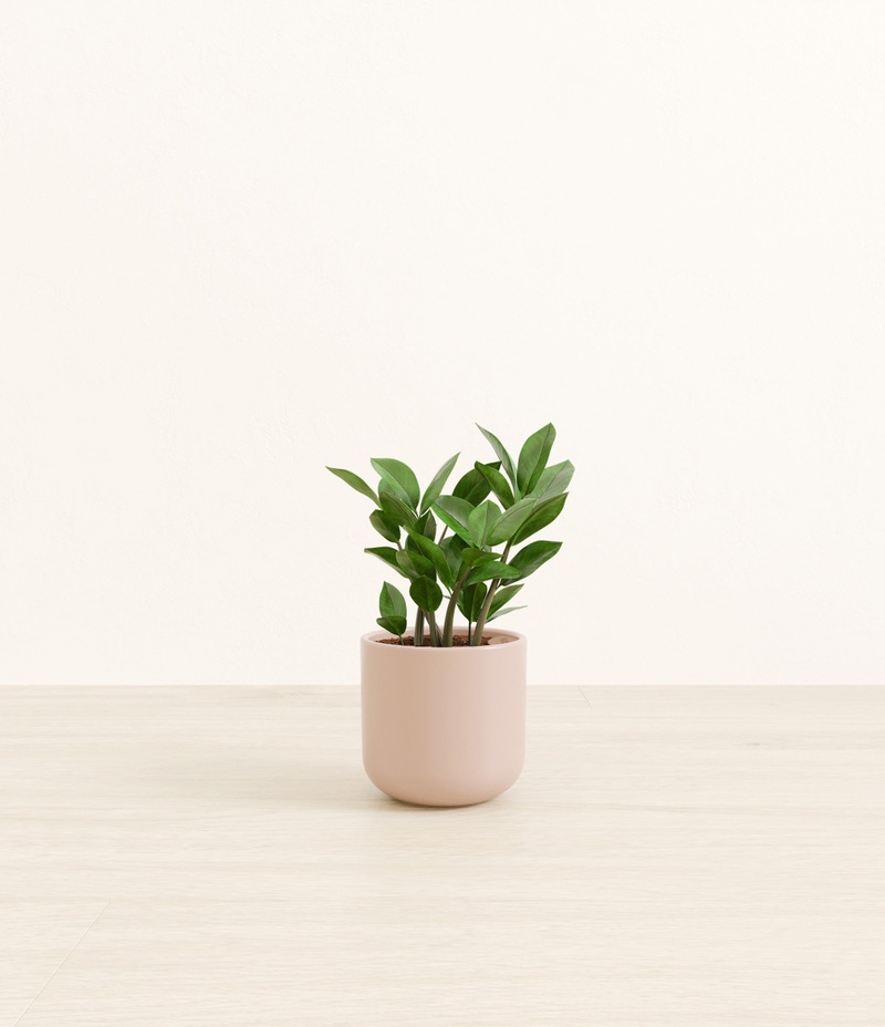 Small ZZ Plant in Self Watering Ceramic Potter