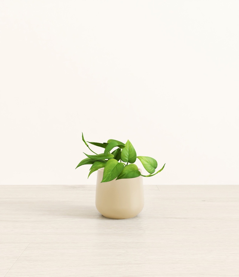 Small Jade Pothos in Self Watering Ceramic Potter