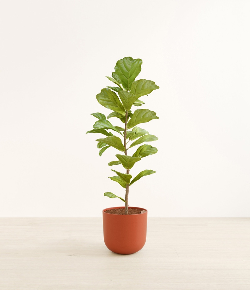 Huge Fiddle Leaf Fig in Self Watering Ceramic Potter