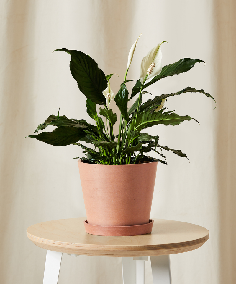 Peace Lily