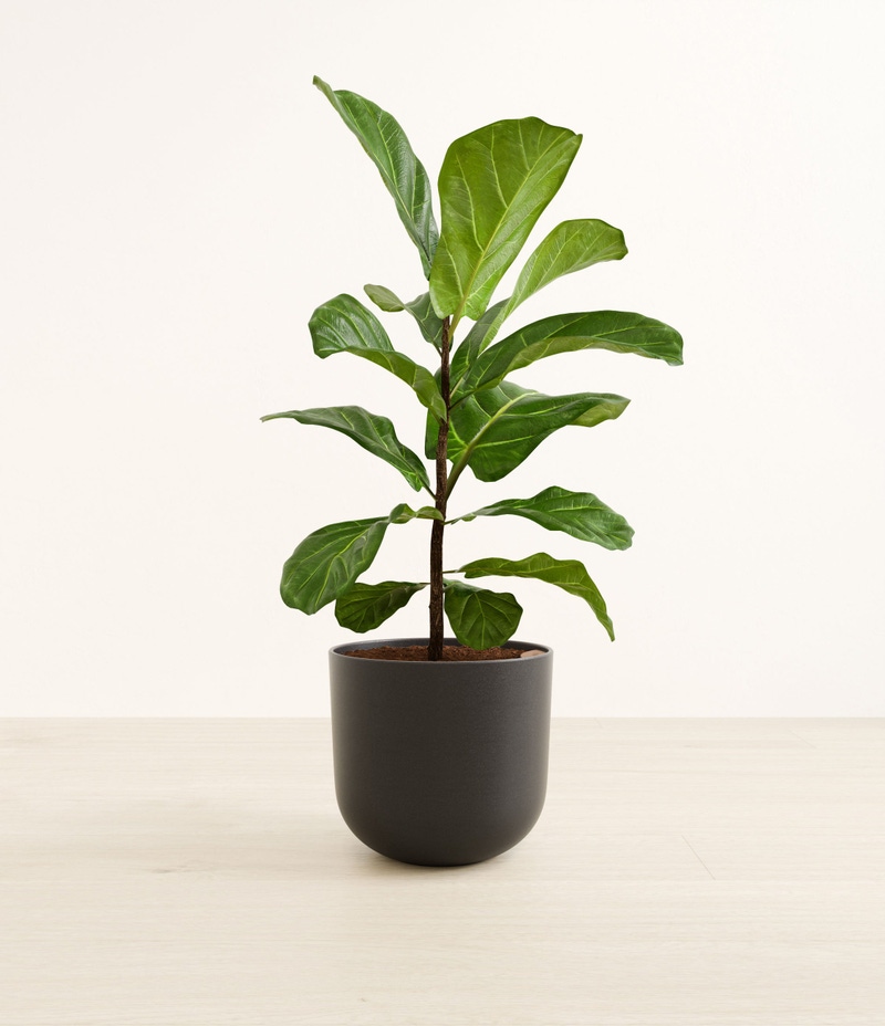 Large Fiddle Leaf Fig in Self Watering Ceramic Potter