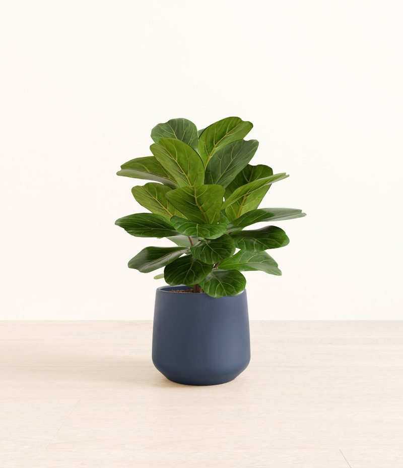 Medium Fiddle Leaf Fig in Self Watering Ceramic Potter