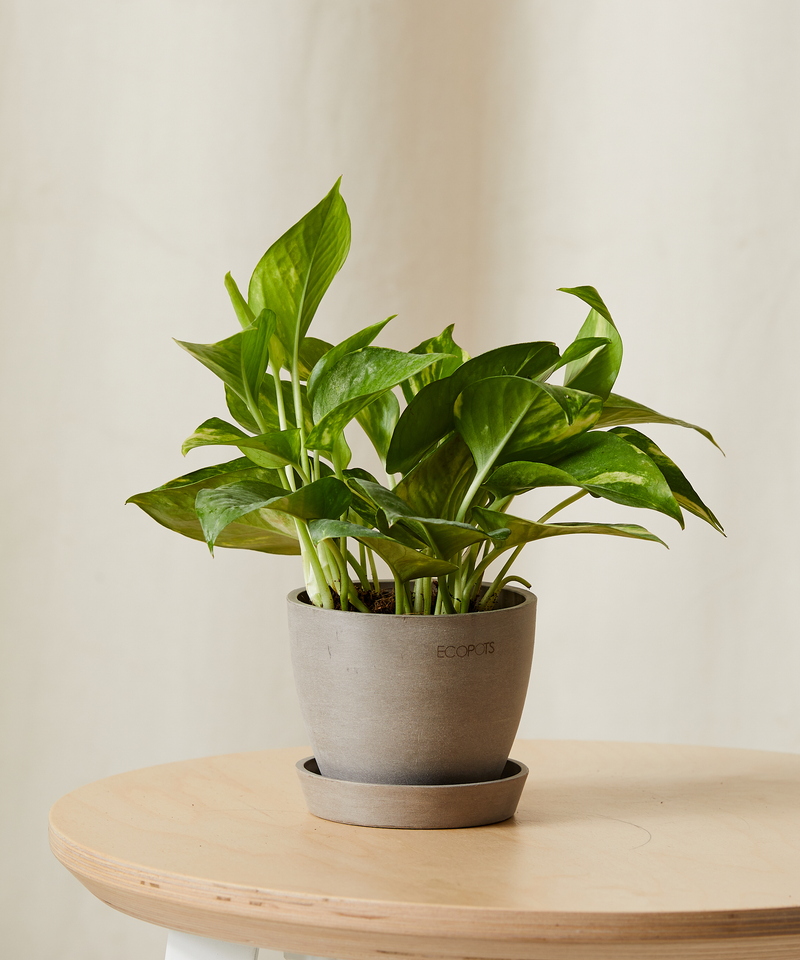 Golden Pothos