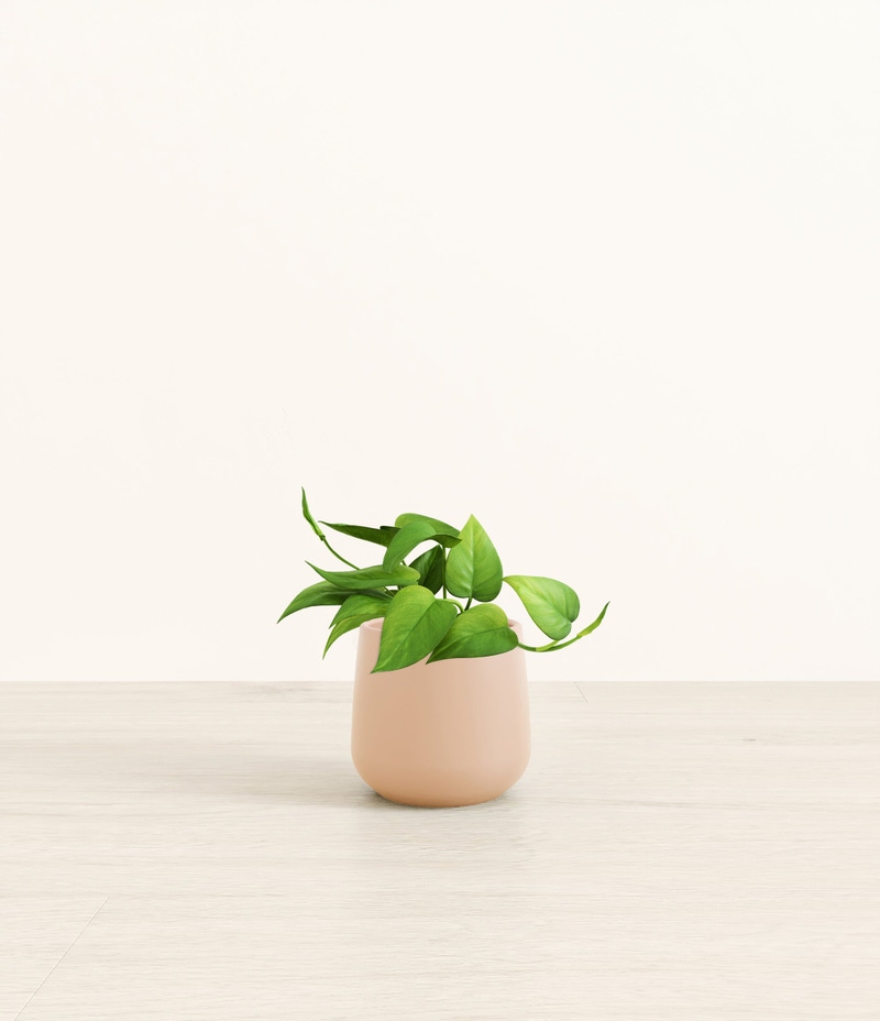 Small Jade Pothos in Self Watering Ceramic Potter