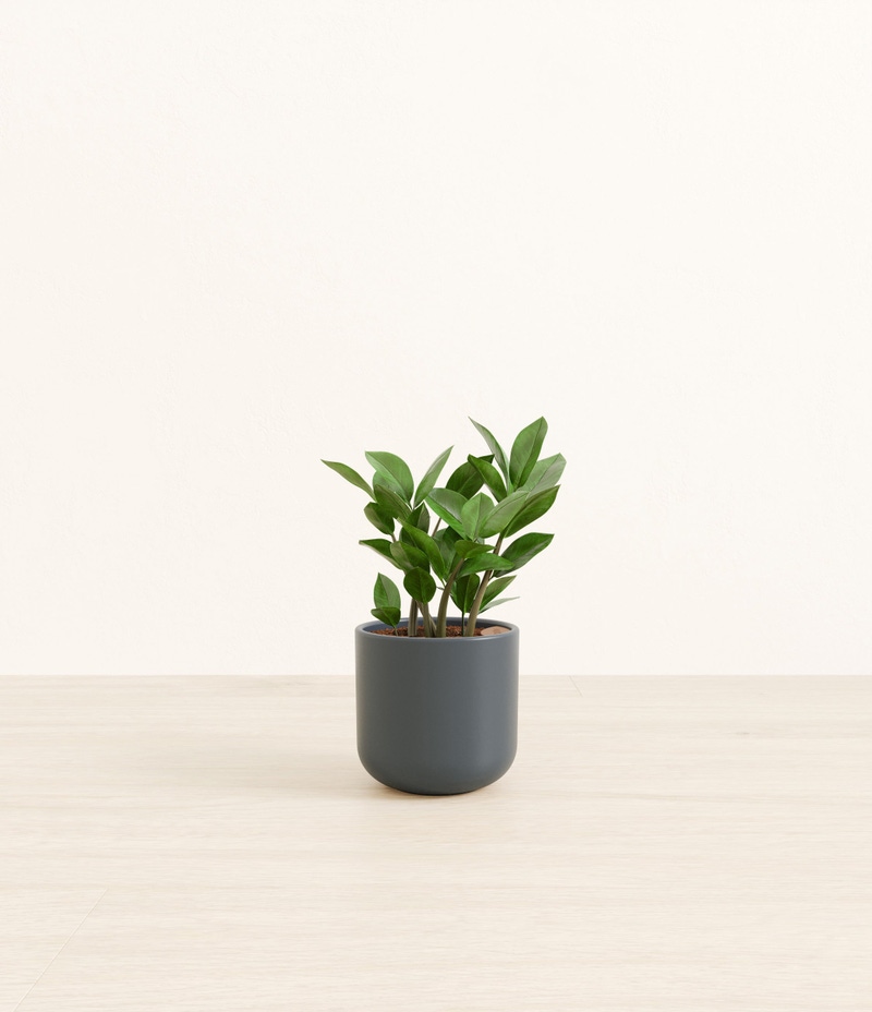 Small ZZ Plant in Self Watering Ceramic Potter
