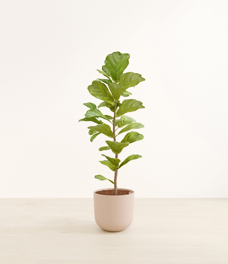 Huge Fiddle Leaf Fig in Self Watering Ceramic Potter