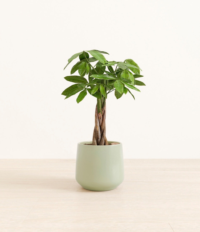 Medium Money Tree in Self Watering Ceramic Potter