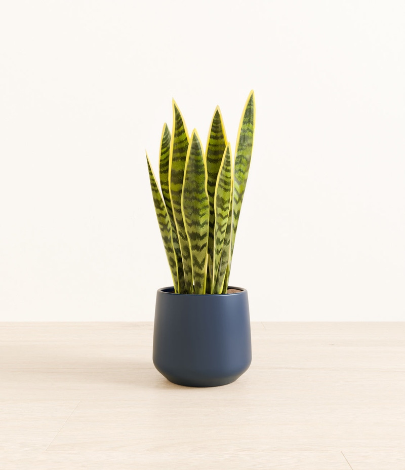 Medium Golden Snake Plant in Self Watering Ceramic Potter